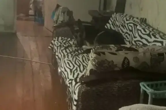 Пропала собака Боня, Печора, Коми