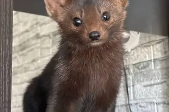 Объявления о пропавших и найденных животных, Зеленогорск, фото: Пропал хорёк, Решетниково, дом 10