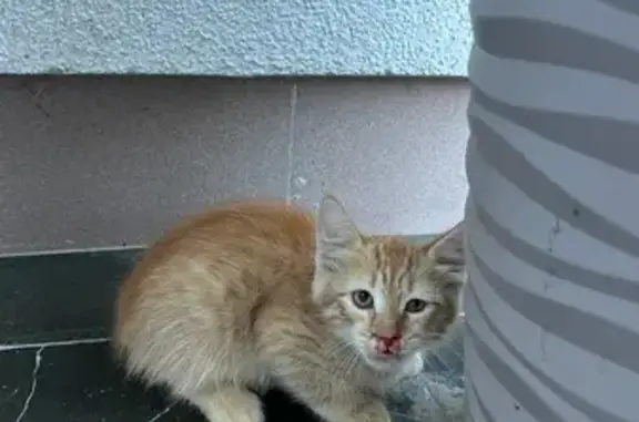 Найдена кошка, Саратов, фото: Рыжий котенок найден на Валовой 2/10