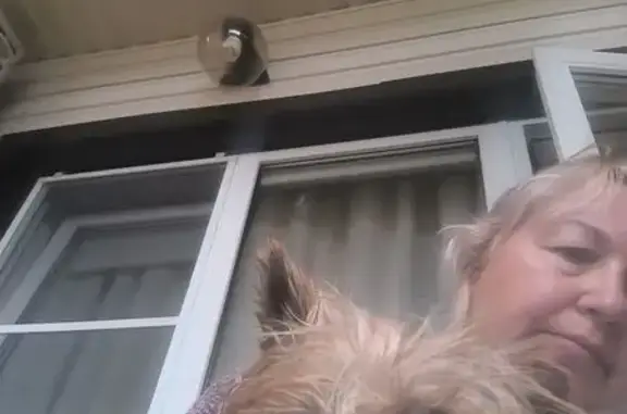 Найдена собака, Архипо-Осиповка, фото: Йорк найден на Ленина 126, Архипо-Осиповка