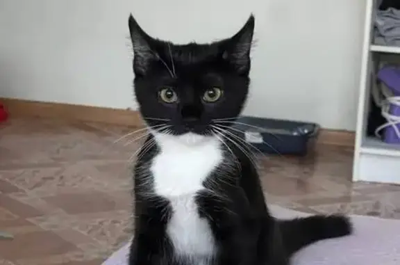 Пропала кошка, Михайловское ш., Белгород