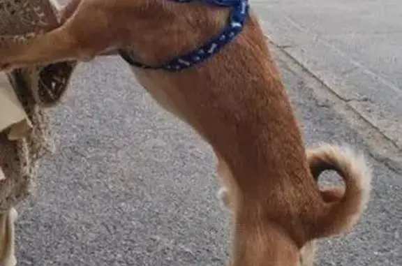 Найдена собака, пр. Комарова, 11 к1, Омск