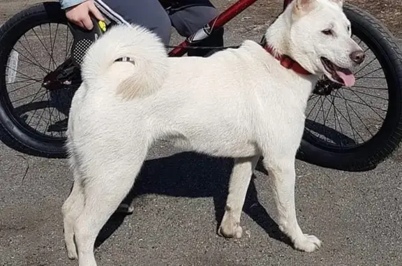 Собаки потеряшки, Челябинск, фото: Потеряшка японская лайка на Макеева 156а