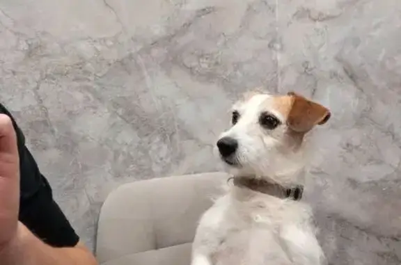 Пропала собака: Просторная ул, Тула