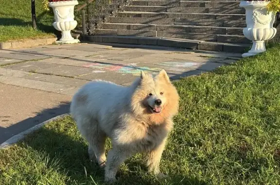 Собака найдена у Главного Входа, Ботаническая