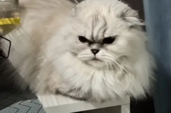 Кошки потеряшки, Липецкая область, фото: Потеряшка кошка, Елец, Липецкая обл.