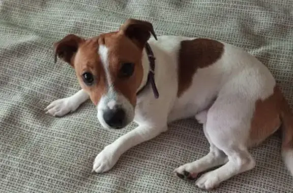 Найдена собака, Екатеринбург, фото: Собака найдена: ул. Победы, Екатеринбург