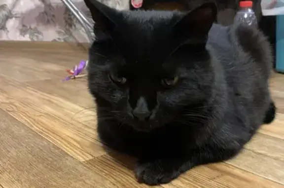 Кошки потеряшки, Томская область, фото: Потеряшка кот, СТ «Вузовский», Просекино