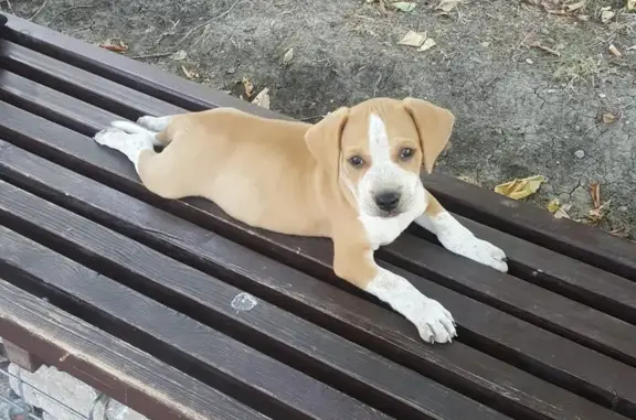 Собаки потеряшки, Анапа, фото: Потеряшка собака, ул. Шевченко, 80, Анапа