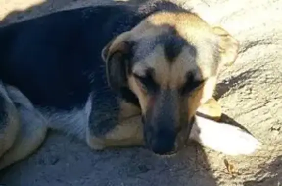 Найдена собака, Товарково, фото: Найдена собака на ул. Дзержинского, Товарково