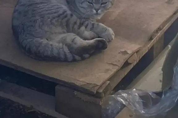 Кошка найдена: Гаражный пр-д 9, Чебоксары