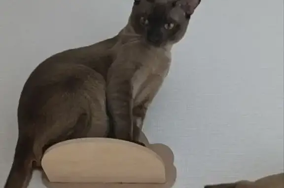 Пропала кошка, ул. Специалистов, 97