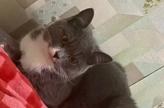 Кошки потеряшки, Курск, фото: Потеряшка кошка, Институтская ул., 48, Курск