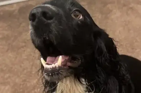 Найдена собака, Тула, фото: Найдена черная собака, Тула, Новосёлов 4к1