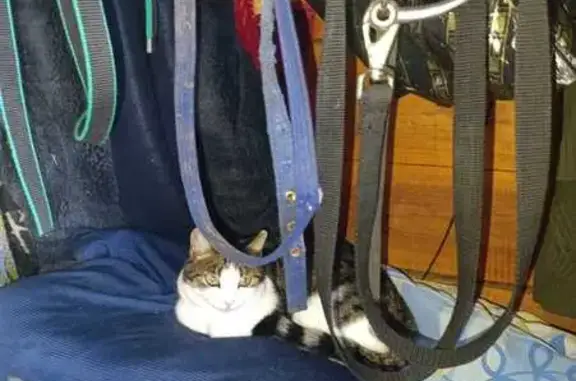 Пропала кошка, Гусиноозерск, Бурятия