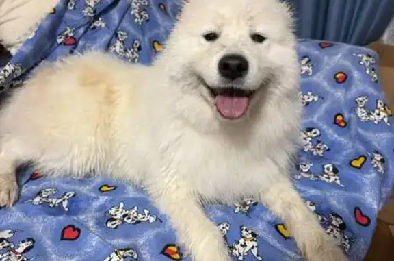 Найдена собака, Верхняя Пышма, фото: Найдена собака, Успенский пр., Верхняя Пышма