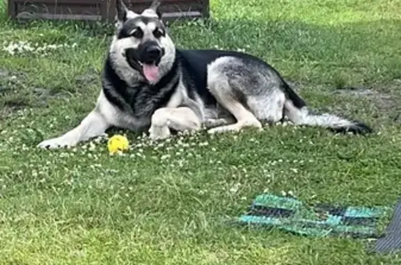 Пропала овчарка, Орехово-Зуево