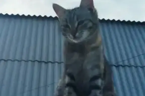 Пропала кошка на Алмазной улице, Оса