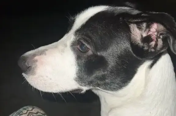 Найдена собака на ул. Ломоносова, Парголово