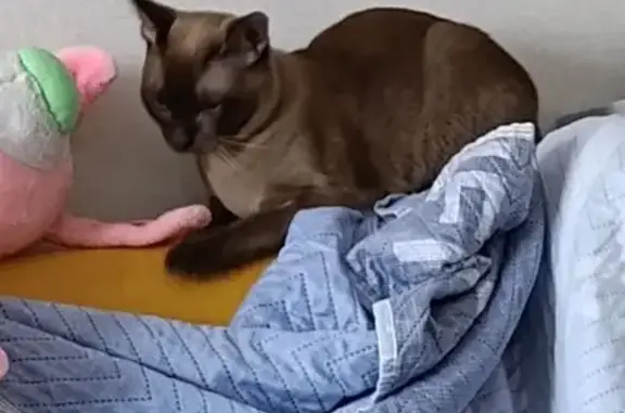 Кошки потеряшки, Подстёпки, фото: Потеряшка кошка, ул. Специалистов, 97