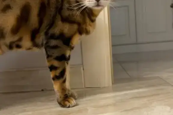 Кошки потеряшки, , фото: Потеряшка кот Лео, Центр. ул., МО