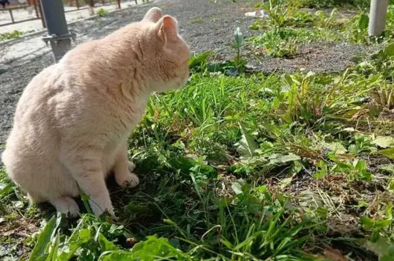Найденные животные Зональная станция, фото: Персиковый кот найден на Королёва, 16Б