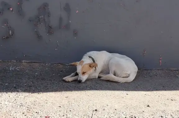 Найдена собака, Оренбург, фото: Собака найдена: ул. Чичерина, 5А, Оренбург