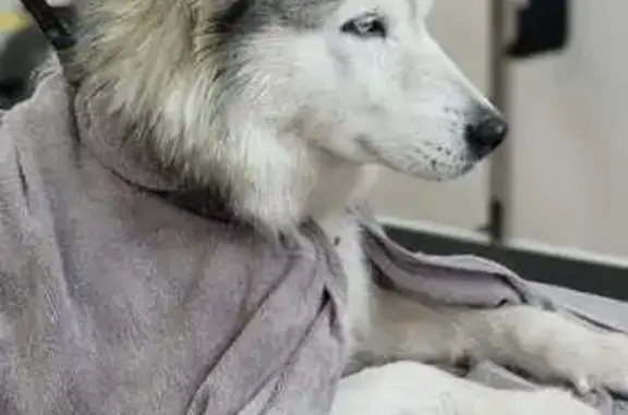 Хаски найдена: Песчаная ул., 42, Златоуст