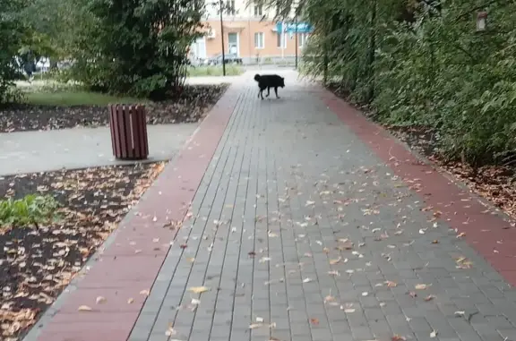 Собака найдена: ул. Борьбы, 14А, Копейск