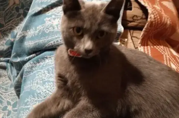 Пропала кошка, Приданниково, Свердловск