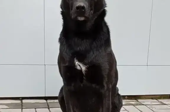 Пропала собака, Копейск, пр. Славы