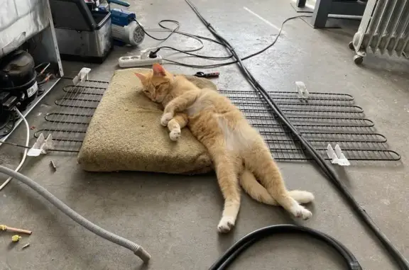 Пропала кошка в Саяногорске, Хакасия