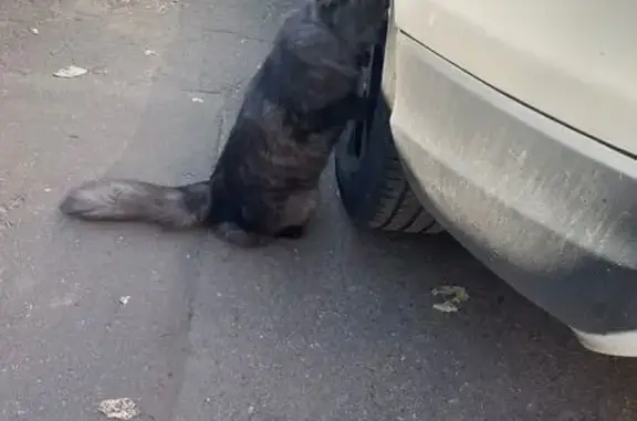 Кошка найдена на Электролитном проезде