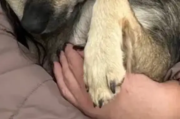 Собаки потеряшки, Саки, фото: Потеряшка собака: Строительная ул., 14, Саки