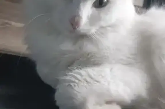 Кошки потеряшки, Красноярск, фото: Потеряшка кошка, Взлётная ул. 10, Крск