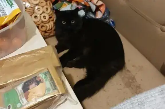 Пропала черная кошка, ул. Гастелло, 6