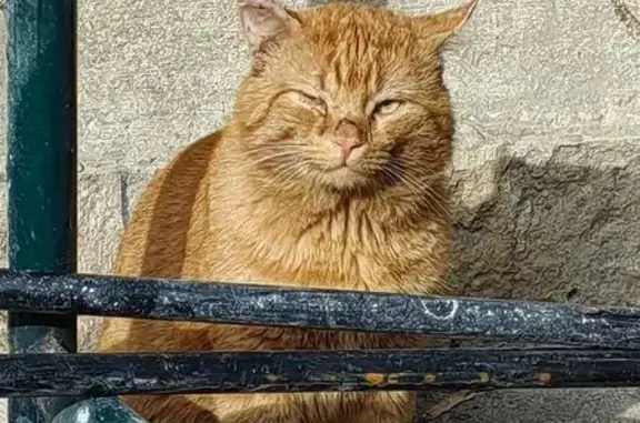 Найдена кошка, Санкт-Петербург, фото: Крупная рыжая кошка найдена на Энгельса, 38