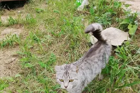 Кошка найдена на Шоссейной улице, Казань