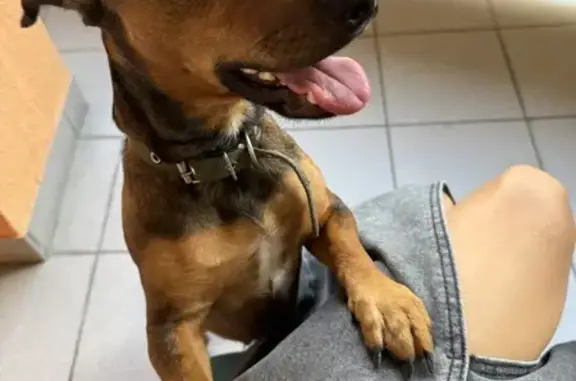 Такса найдена, ул. Курзальная, 19, Геленджик