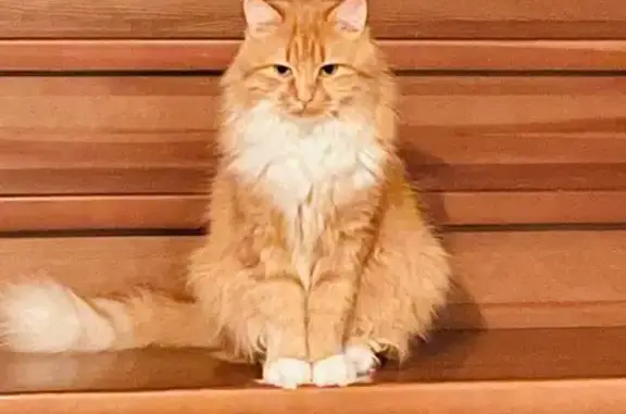 Кошки потеряшки, Балашиха, фото: Потеряшка рыжий кот, 1-й Тенистый проезд