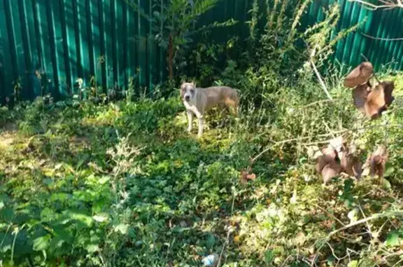 Собака найдена: Зелёная ул., 77, Домодедово