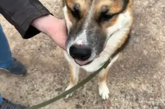 Найдена собака, Всеволожск, фото: Собака найдена: Дорога Жизни, 24, Всеволожск