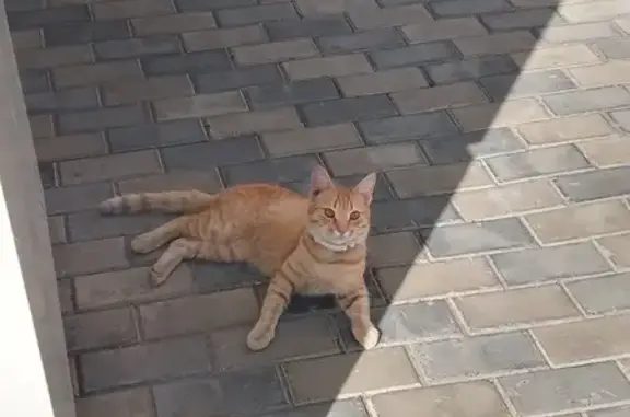 Кошка найдена на Адмиралтейской, 3 к1, Казань