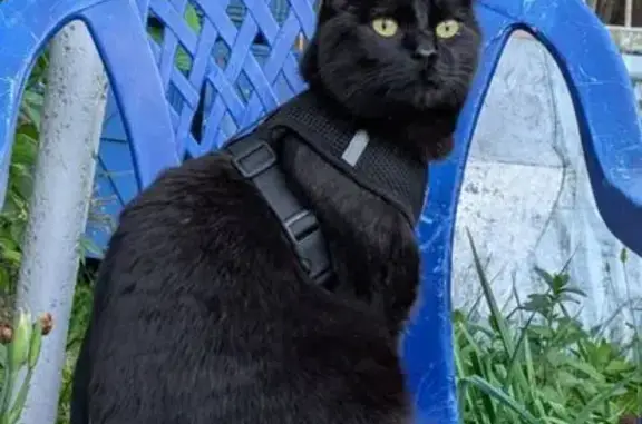 Кошки потеряшки, Томск, фото: Потеряшка чёрная кошка, Степановский пер., Томск