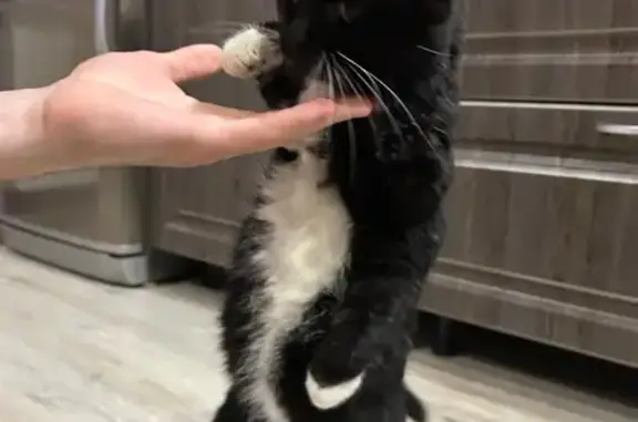 Найдена кошка, Тюмень, фото: Кошка найдена: Широтная ул., 215, Тюмень