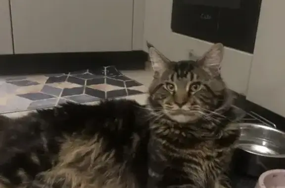 Пропал кот в Янино-1 у Карьерного озера