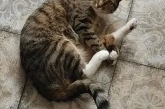 Кошки потеряшки, Хабаровск, фото: Потеряшка кошка, Узловая ул. 8, Хабаровск