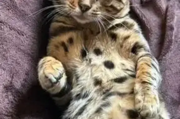 Пропала кошка, ул. Фрунзе 95, Новокузнецк