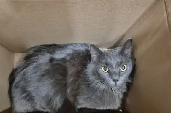 Найдена серая кошка, Трифоновская 47