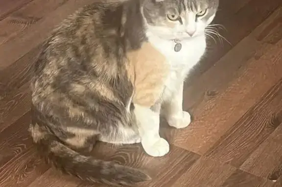 Пропала кошка, Рябиновая ул., Кукуштан